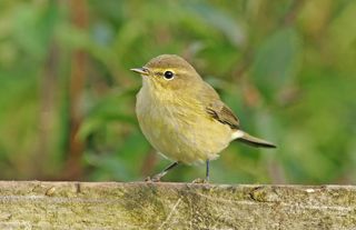 chiff chaff