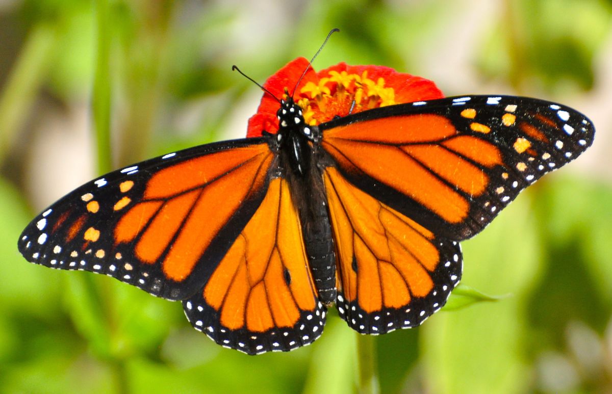 Close up of a monarch butterfly.