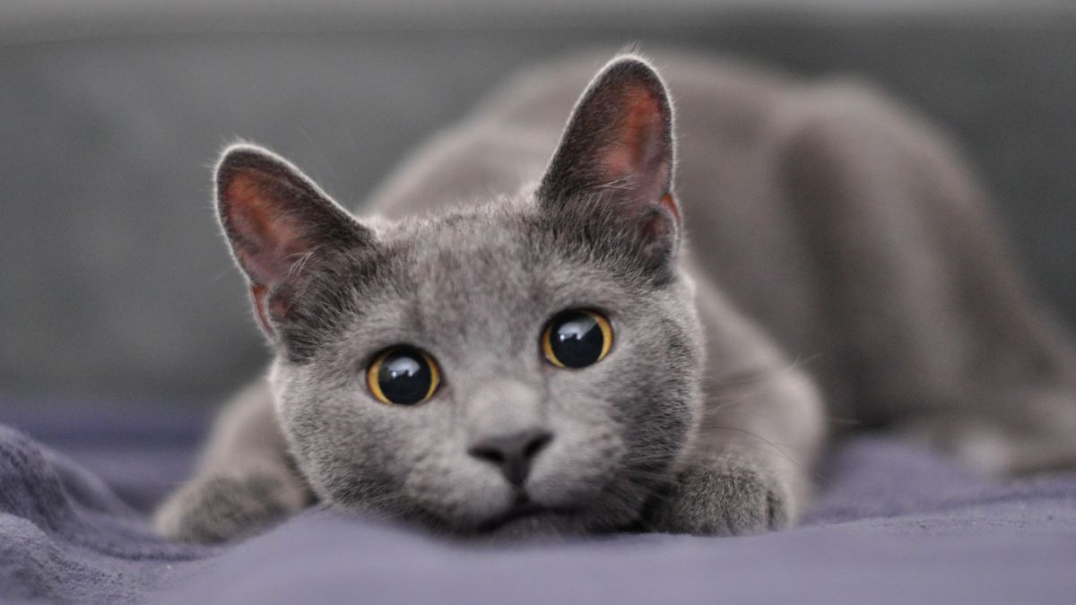 10 best indoor cat breeds: Friendly felines who want to stay close ...