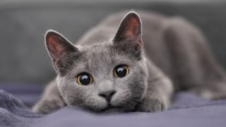 Close up of Russian Blue cat crouching on the floor looking ready to pounce