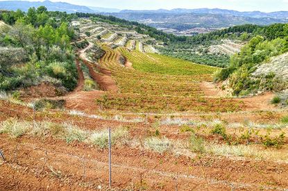 montsant wines, vineyard