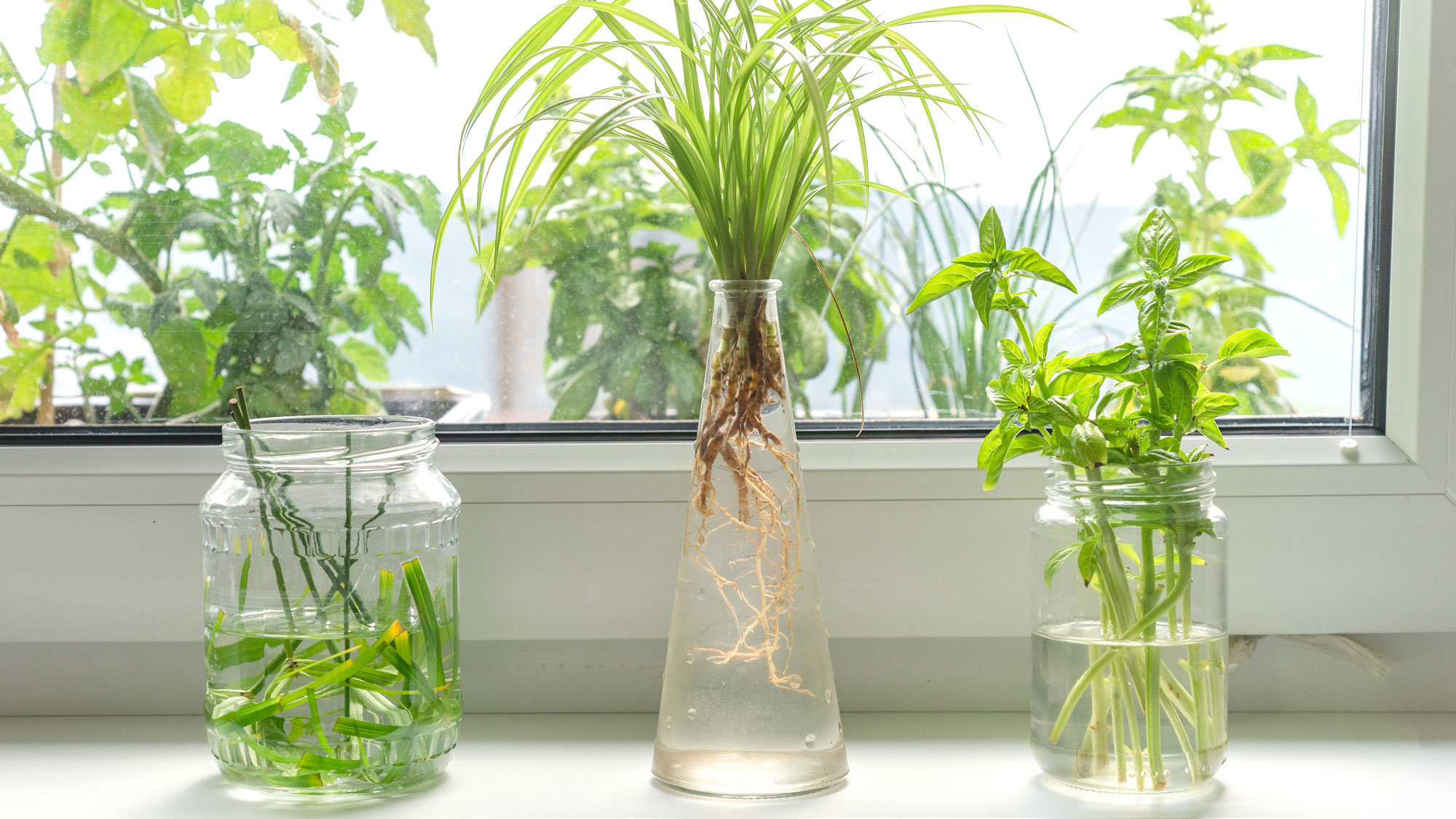 mixed herbs growing in jars of water on windowsill