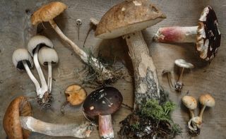 Ett gäng svampar av olika sorter ligger utspridda på ett träbord.