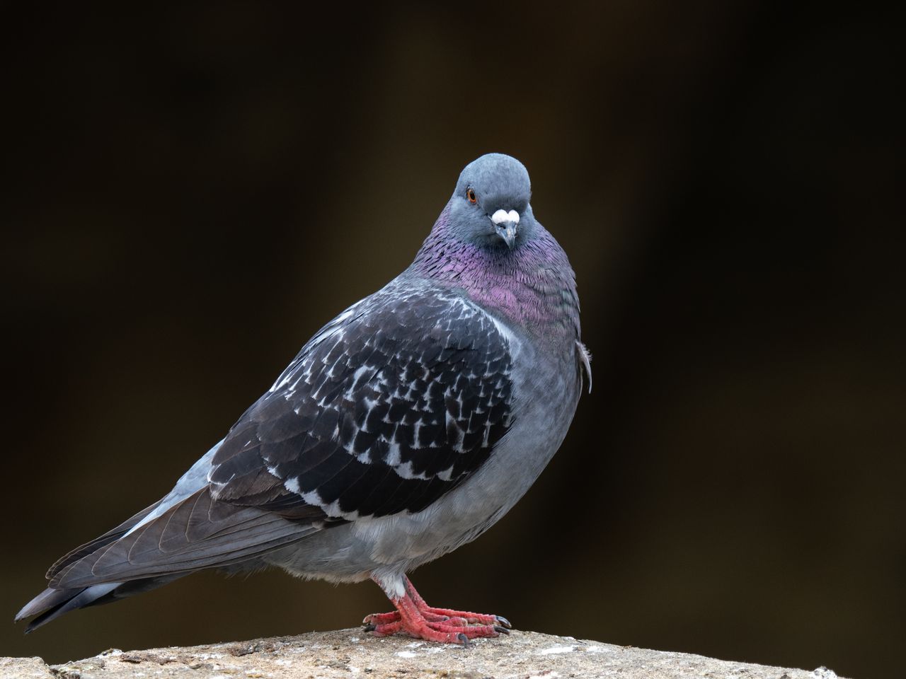 Photo of a pigeon taken with the OM System M.Zuiko Digital 150-600mm F5.0-6.3 IS