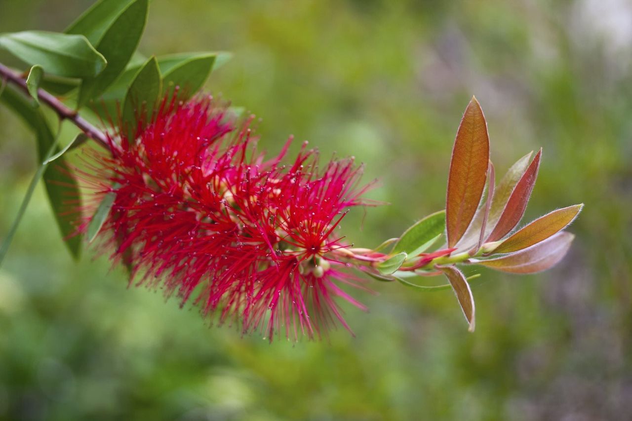 Red Flowering Plant