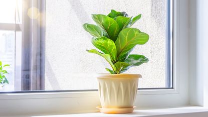 A potted ficus on a windowsill