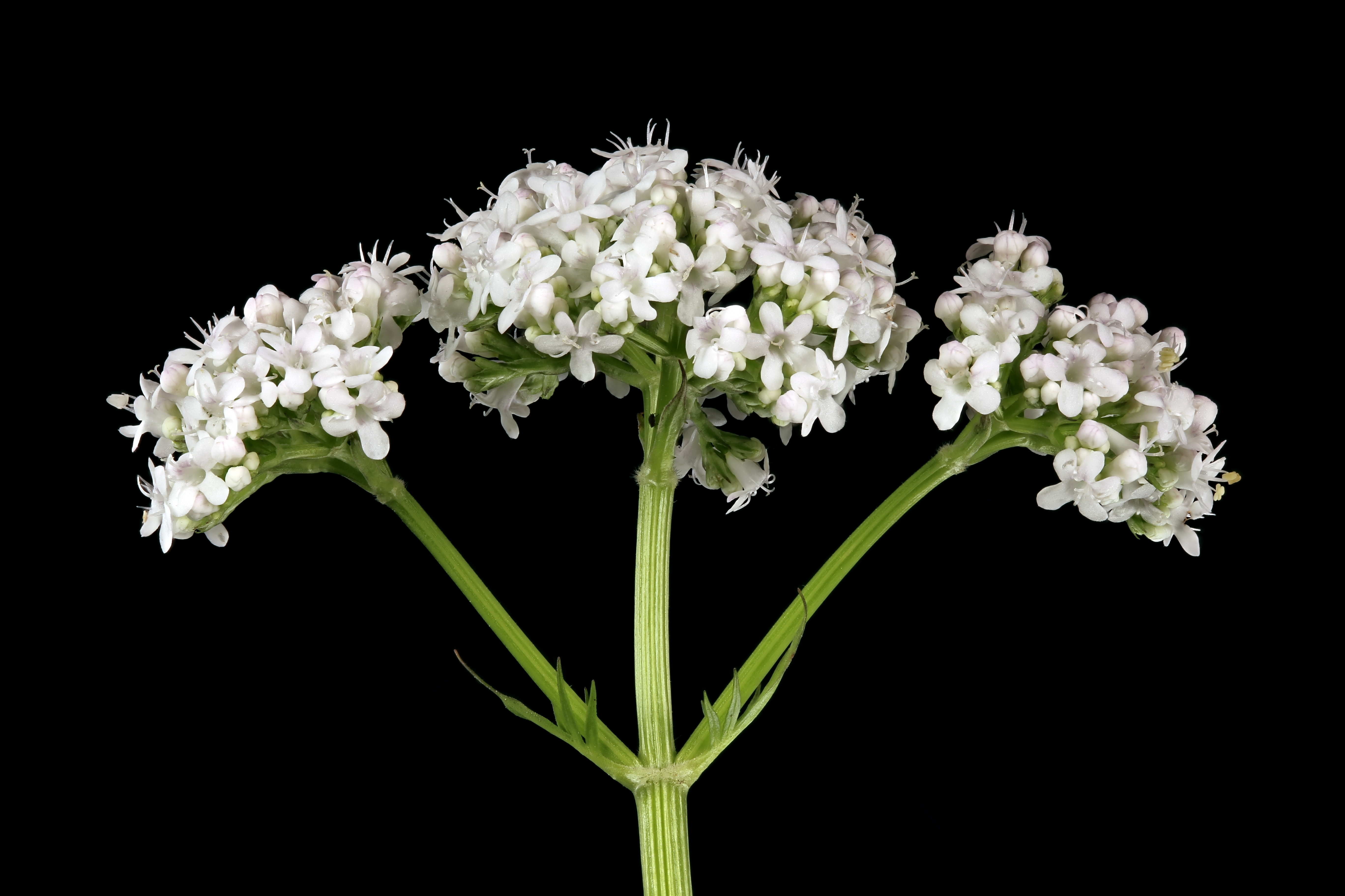Valerian flower