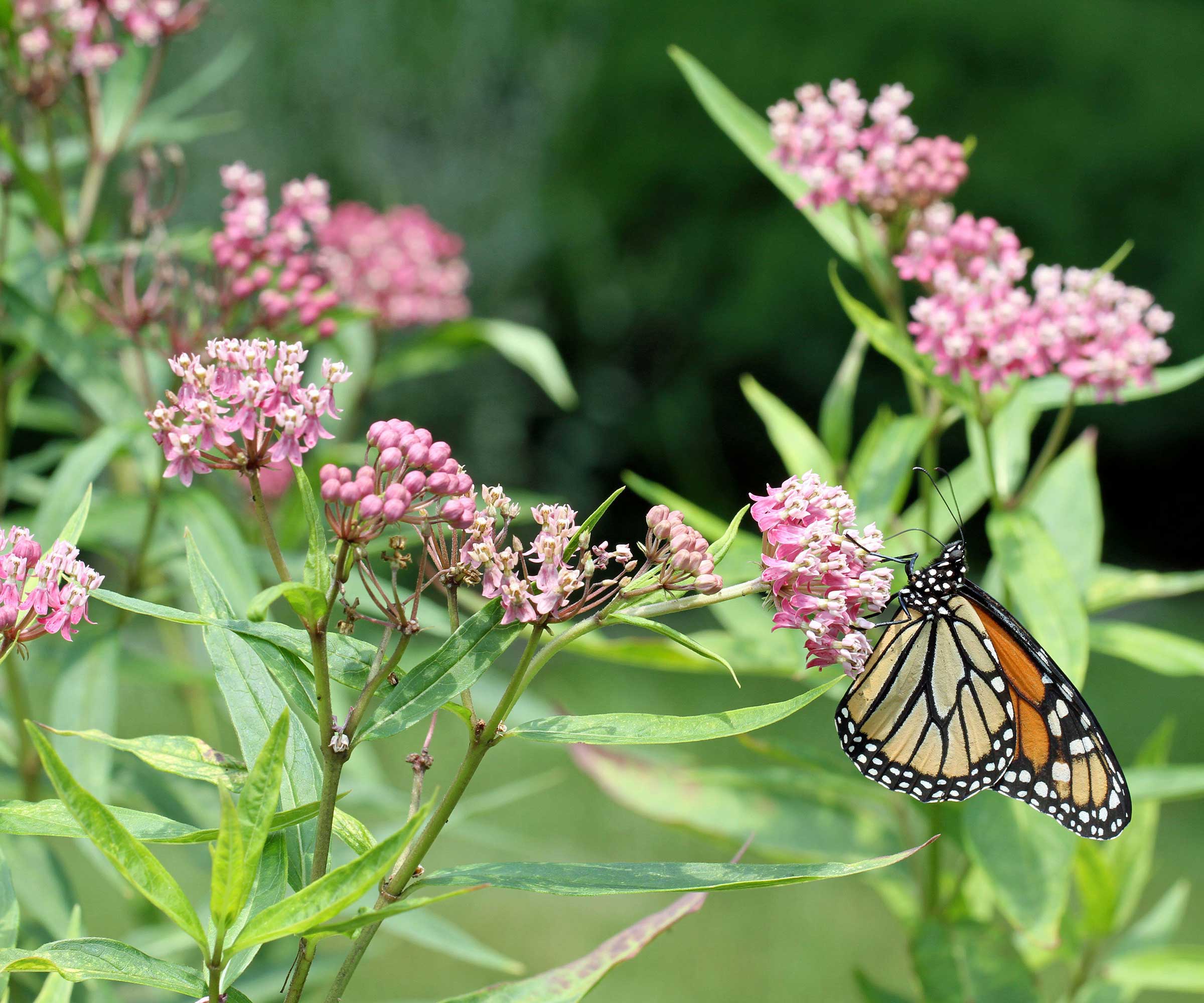 butterfly on swamp milkweed