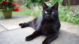 close up of a Bombay cat laying outside