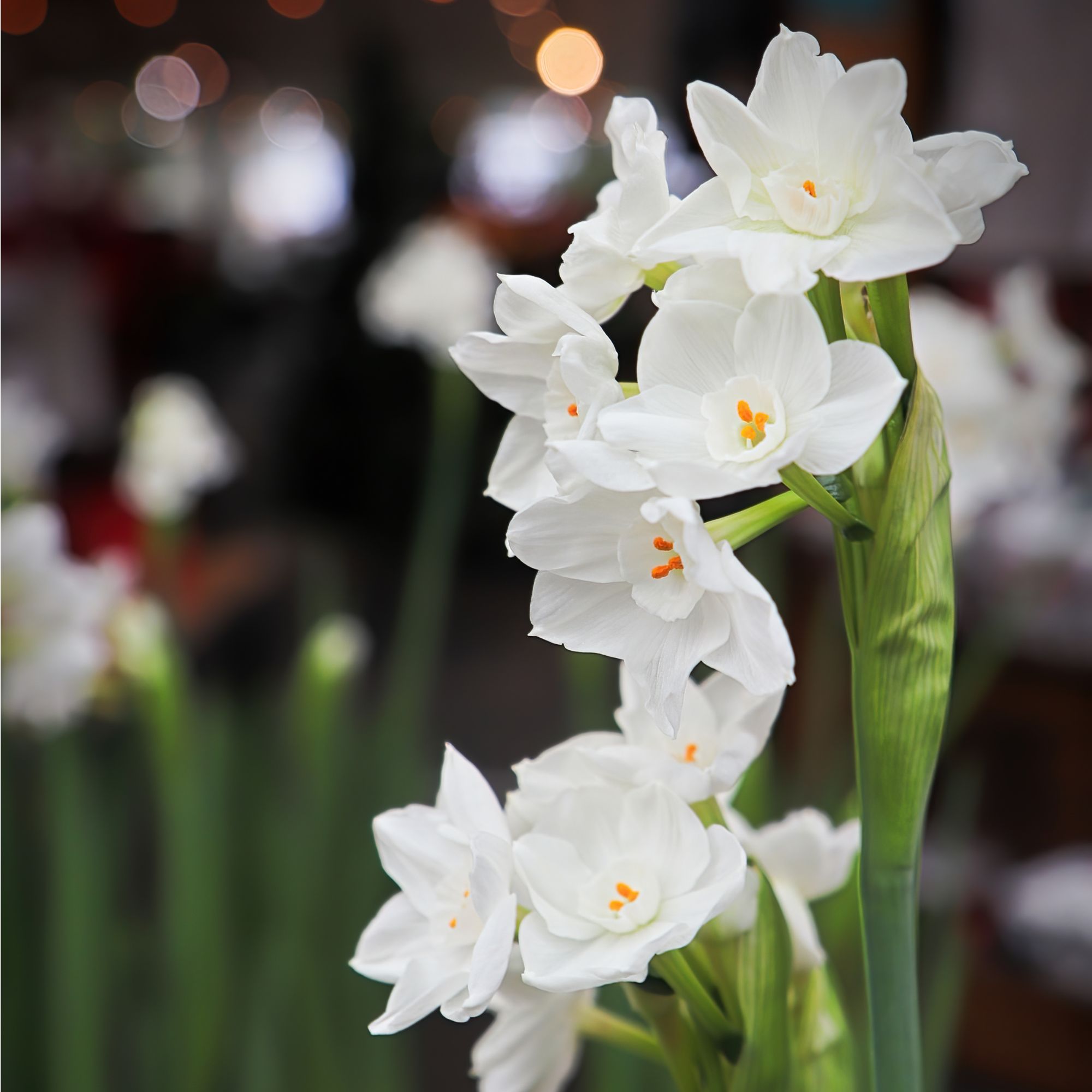 Paperwhite daffodils