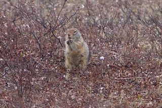 arctic ground squirrel, NSF, national science foundation