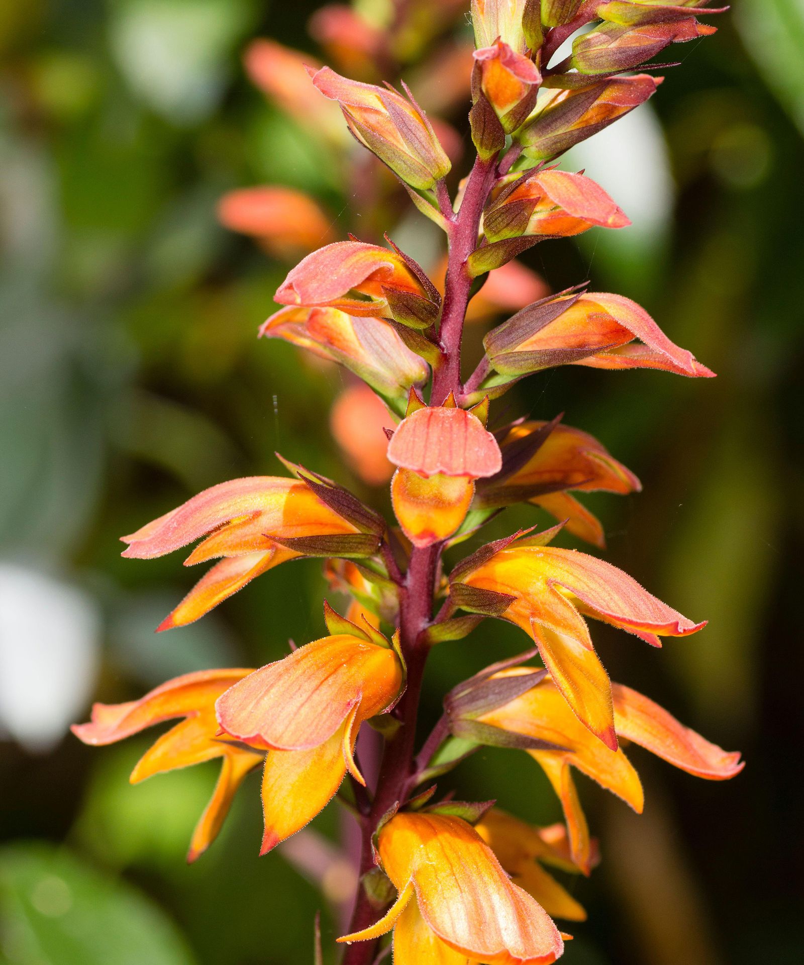 Foxglove varieties: 16 options for summer borders | Homes and Gardens