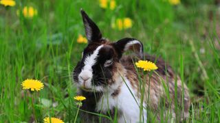 rabbit among dandelions