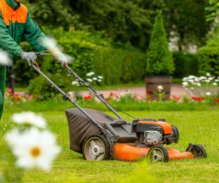 A gas lawn mower mowing a lawn with a daisy out of focus in the foreground