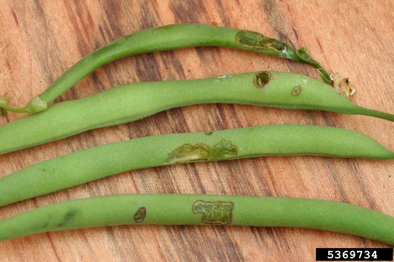 Green Beans