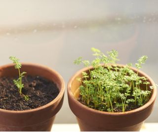 Carrots in pots