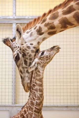 Mother and calf nuzzling