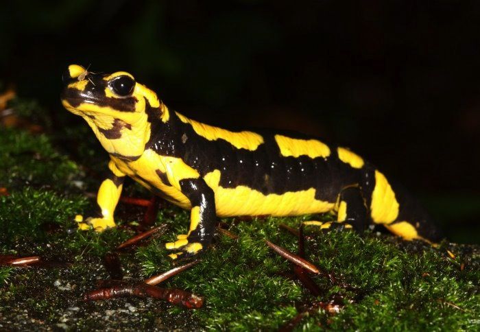 Facts About Salamanders | Live Science