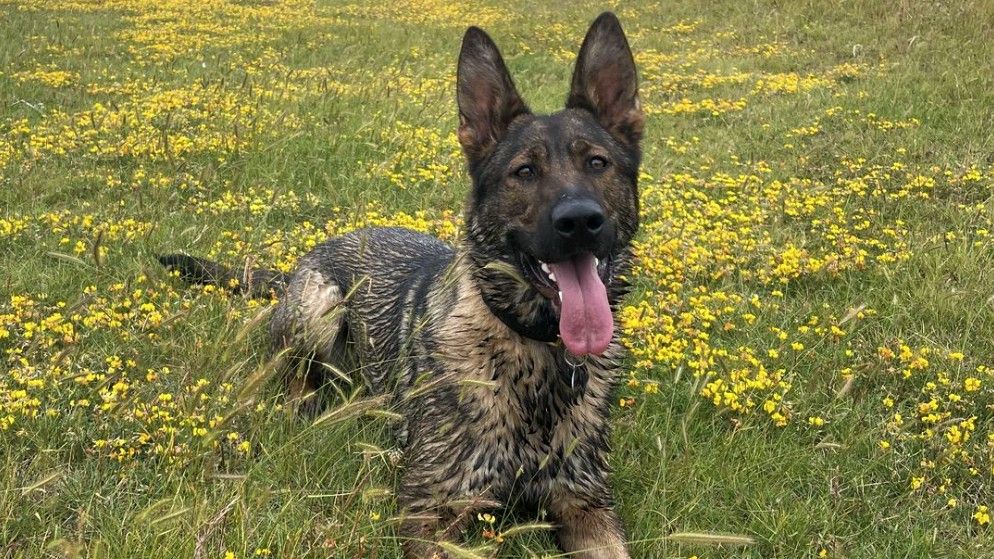 Police dog helps to capture man hiding in the woods after sparking high ...