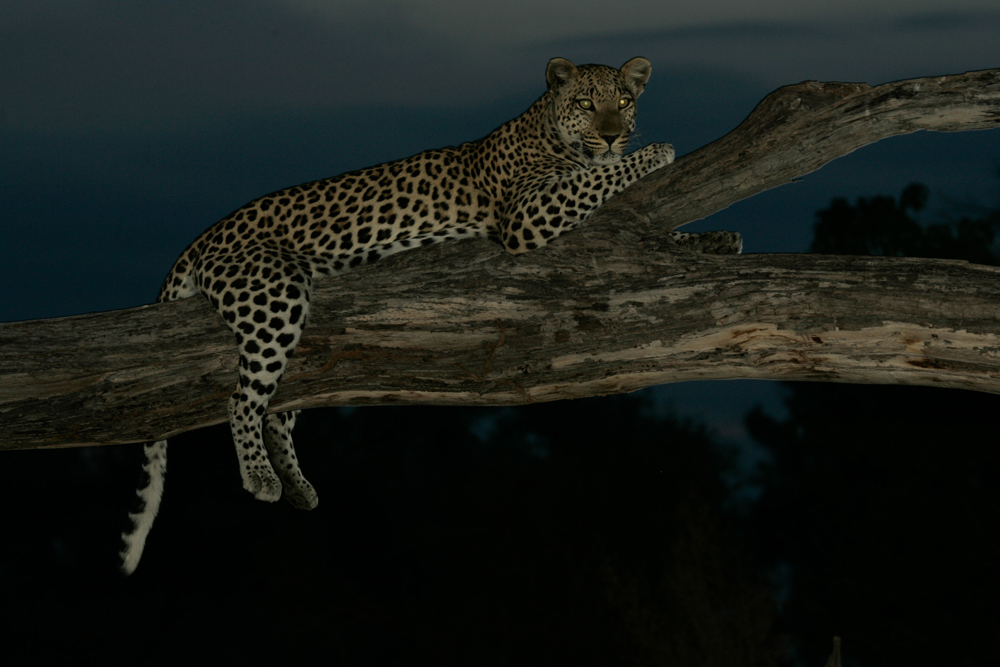 National Geographic's Unlikely Leopard
