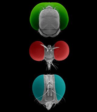 A comparison of the eye shapes of the dragonfly (top), robber fly (middle) and killer fly (bottom).