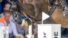 A rule change has been announced for the World Championships for young horses five-year-old classes. Pictured a close-up picture of a horse showjumping.