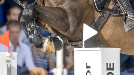 A rule change has been announced for the World Championships for young horses five-year-old classes. Pictured a close-up picture of a horse showjumping.
