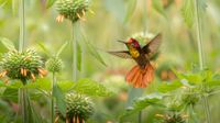 Colorful hummingbird hovering among green flowering plants