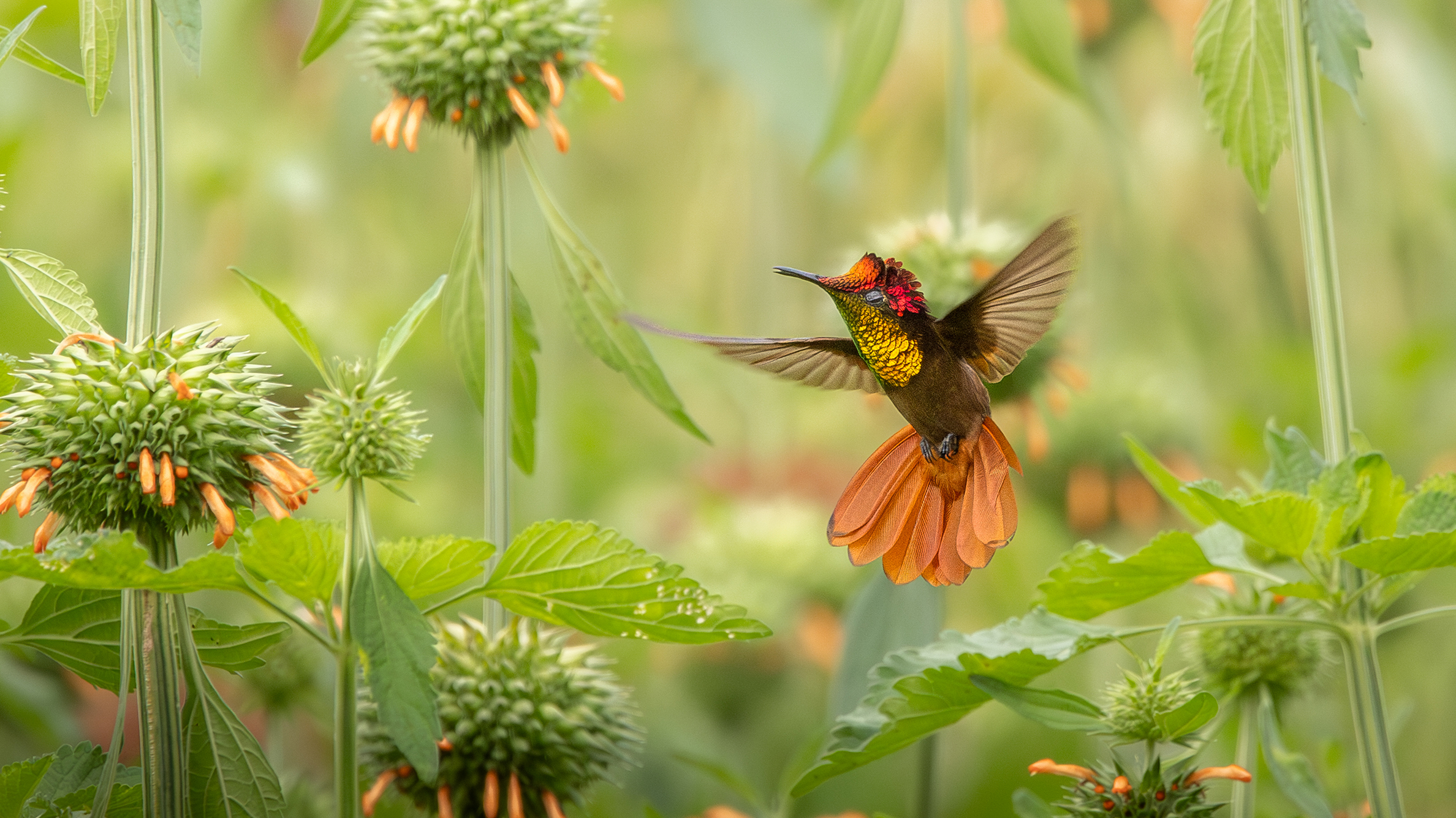 Colorful hummingbird hovering among green flowering plants