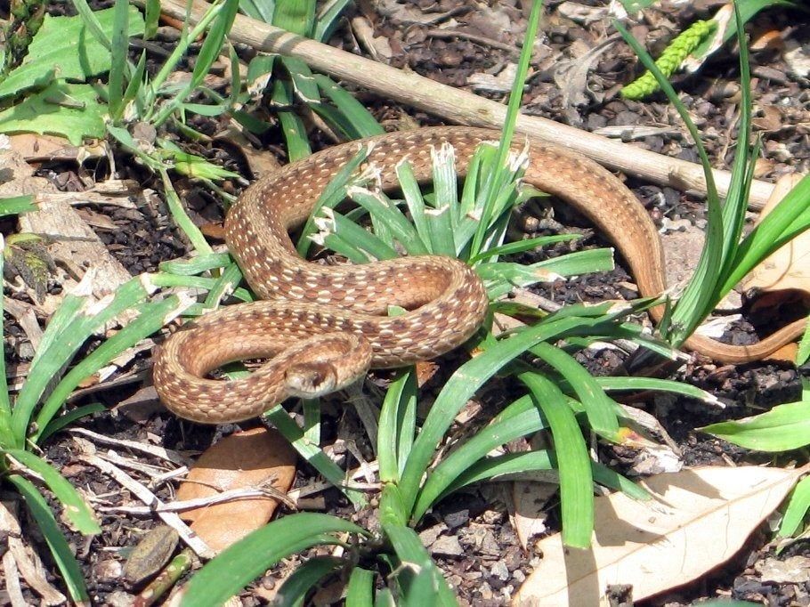 虫に刺されずに植物を室内に持ち込む方法