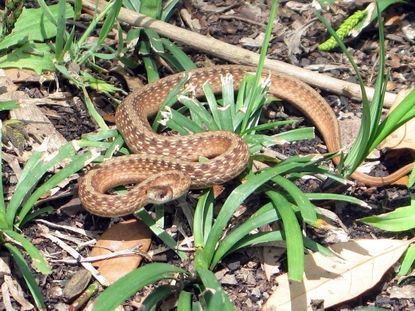 snake in garden