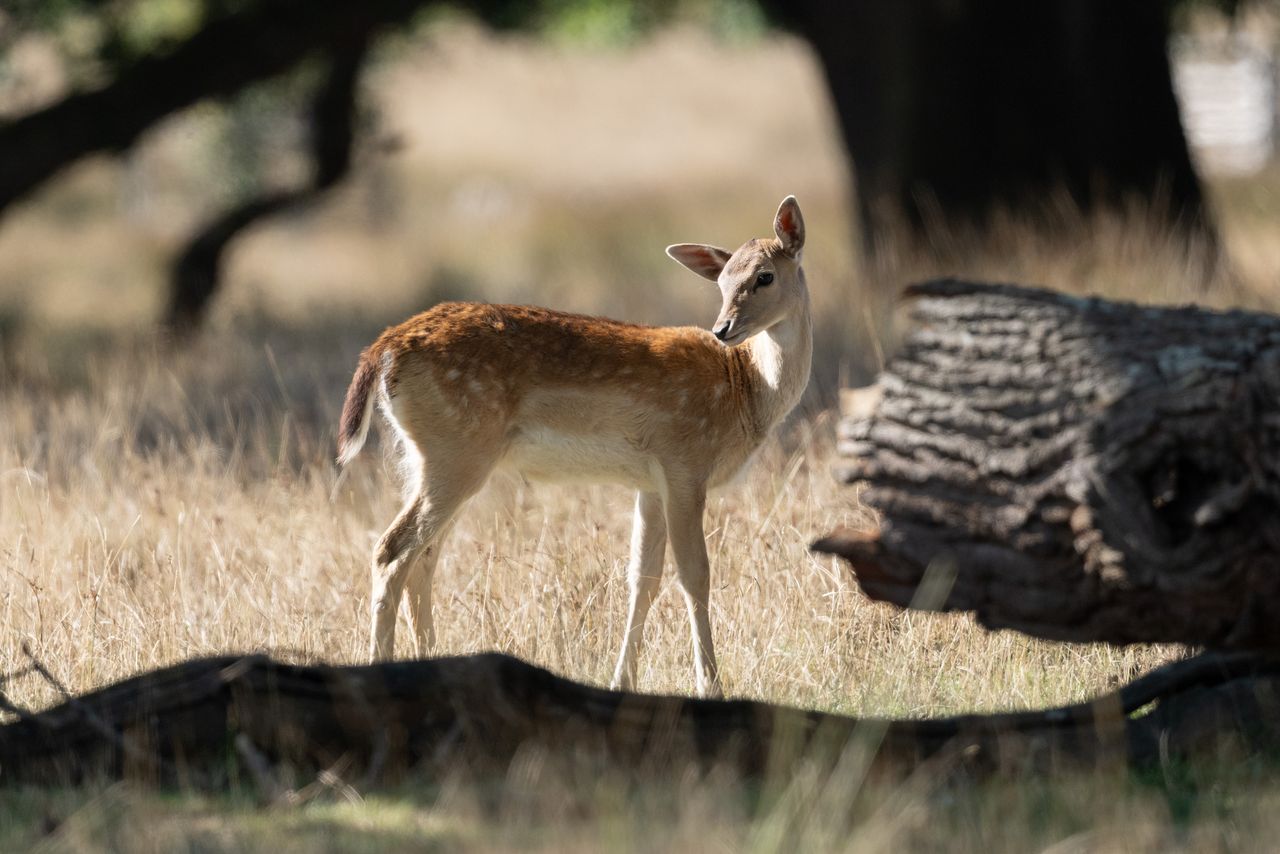 Telephoto image of a deer in a deer park