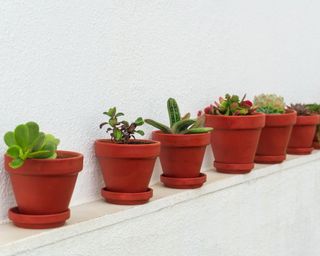 Six terracotta pots planted with succulents along a thin wall ledge