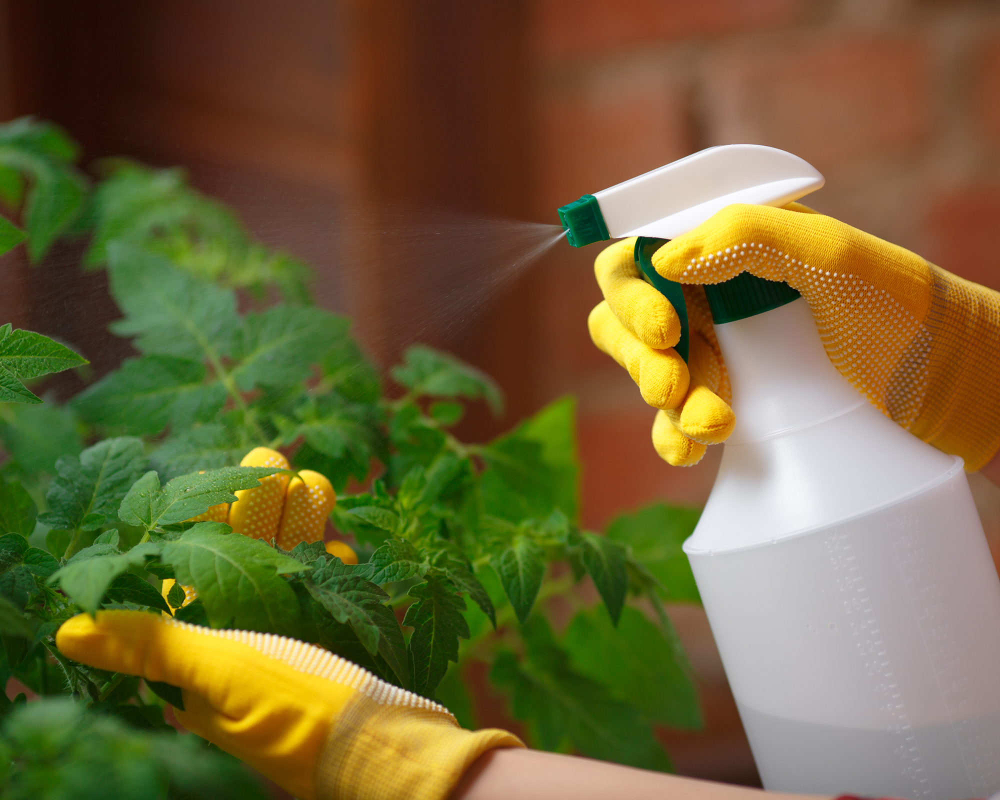 Growing fast. Close up shot of a gardener spraying water on tomato seedlings indoors.
