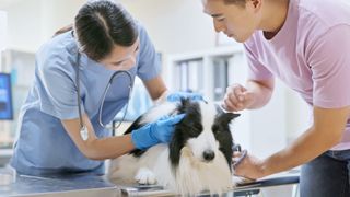 Two vets check over dog's ear