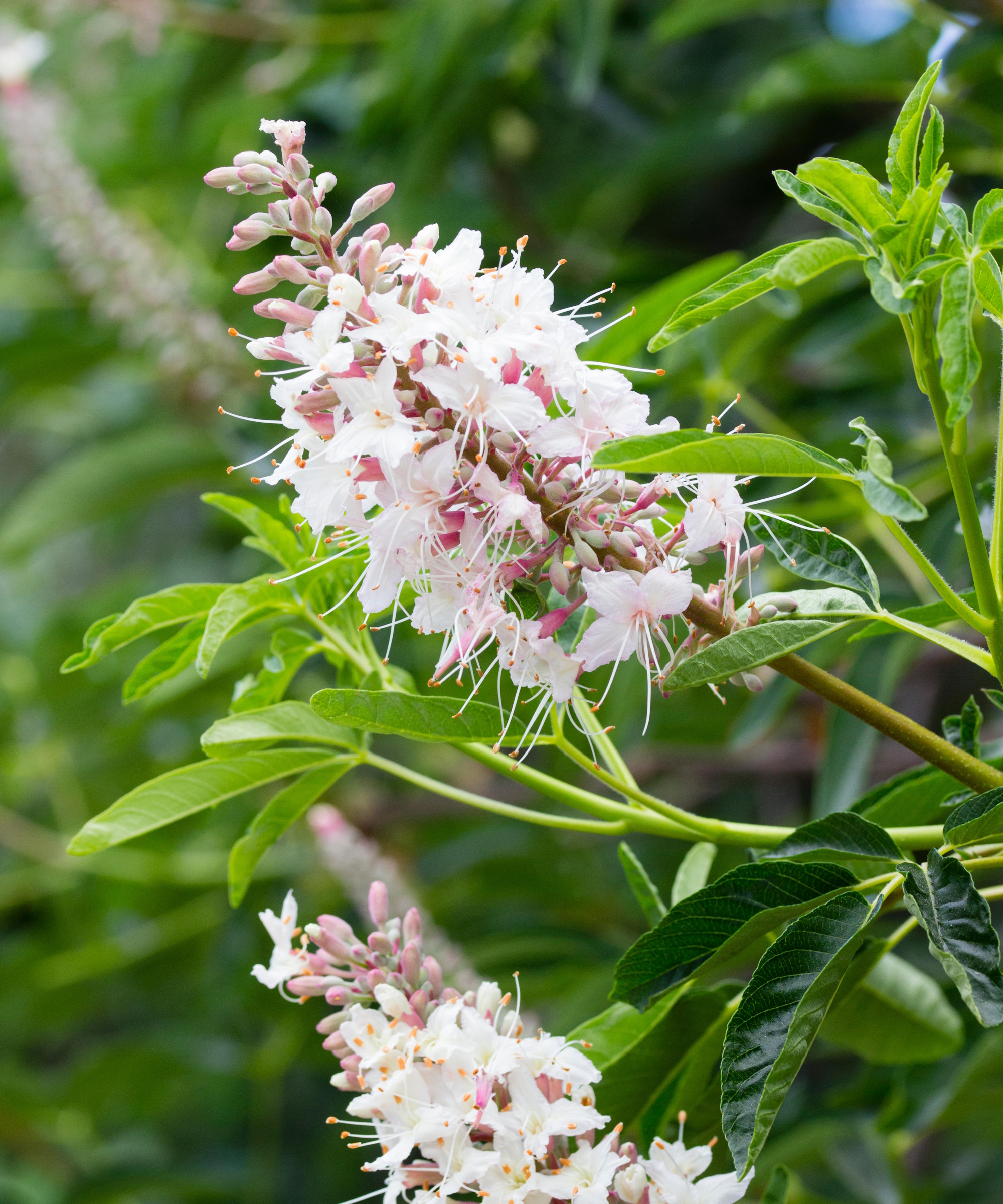 California buckeye flowers