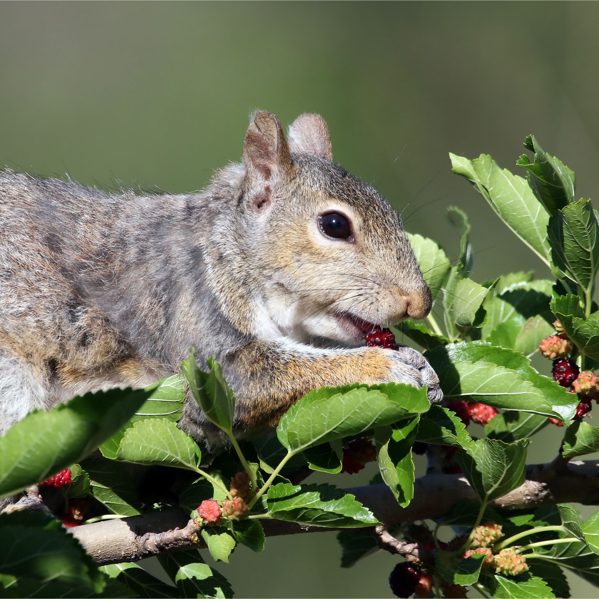 Squirrel eating mulberries on mulberry tree