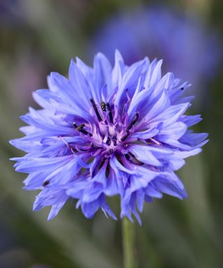 close up of purple flower of Centaurea cyanus ‘Blue Boy’