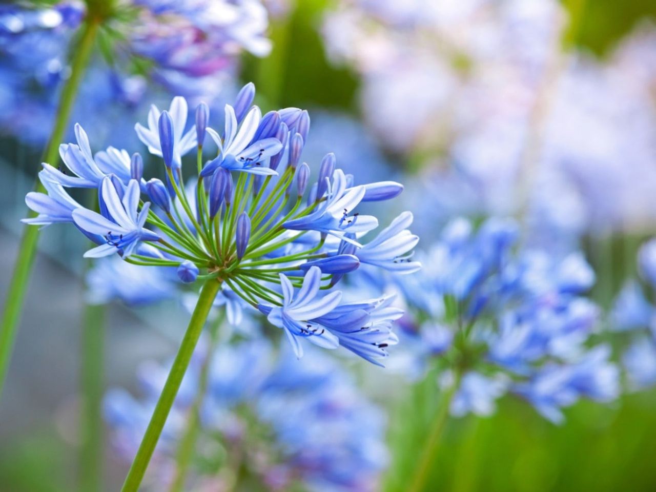 Blue Agapanthus Flowers