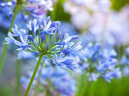 Buy Agapanthus Blue Plants & Trees Online