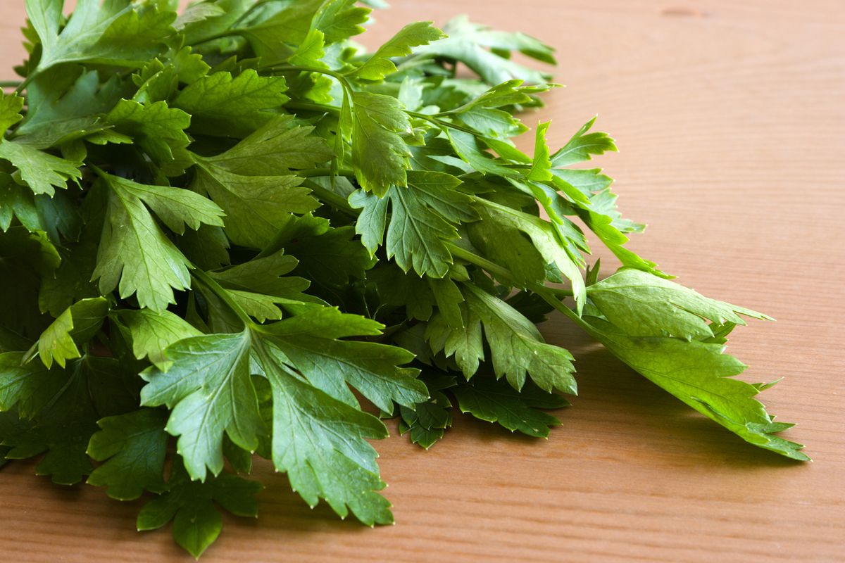 How to harvest parsley for flavorpacked results Homes & Gardens