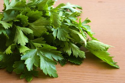 Freshly picked parsley 