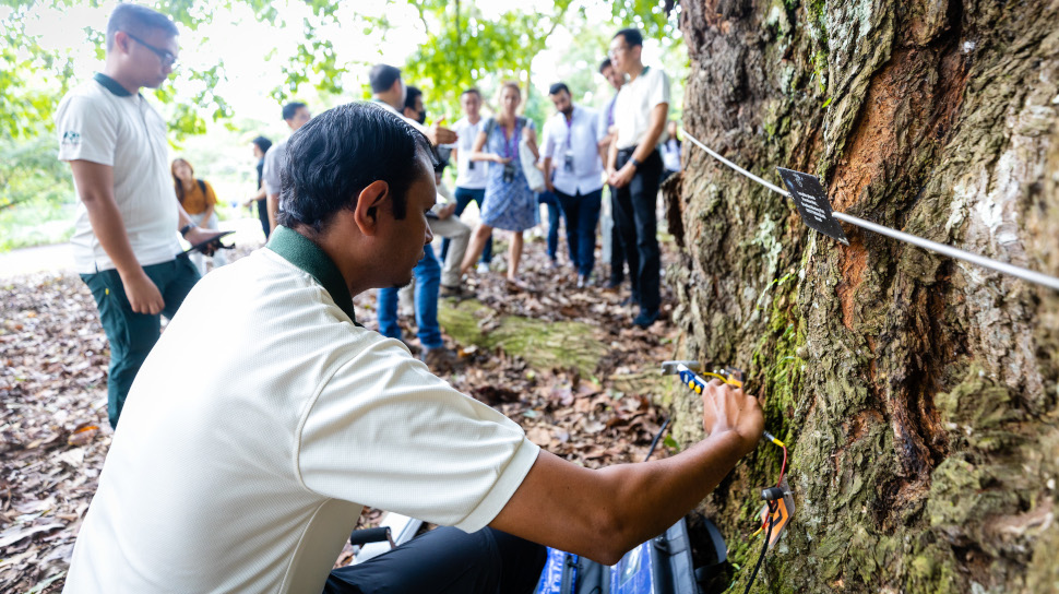 Мониторинг деревьев Сингапур