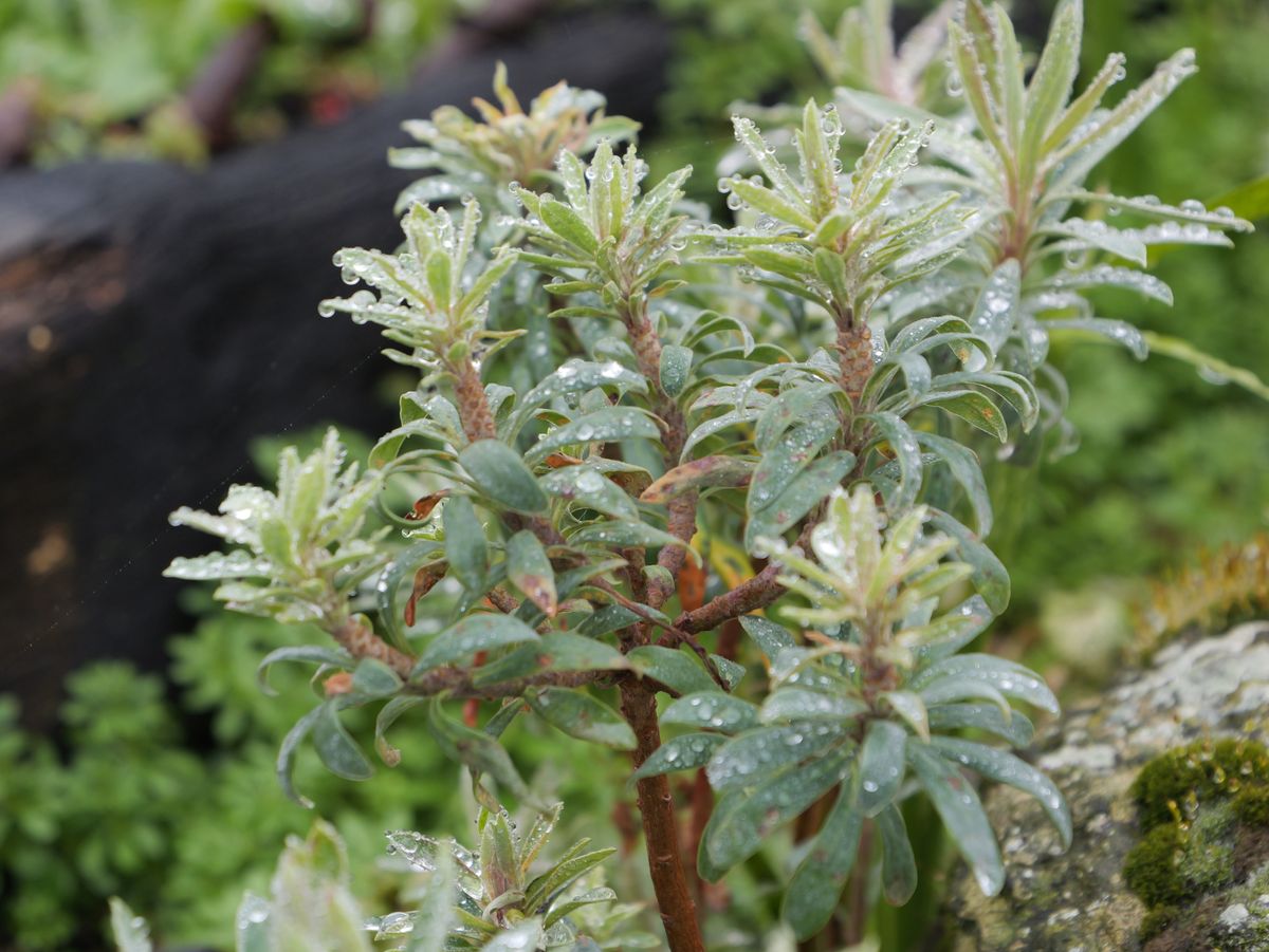 The leaves of a plant