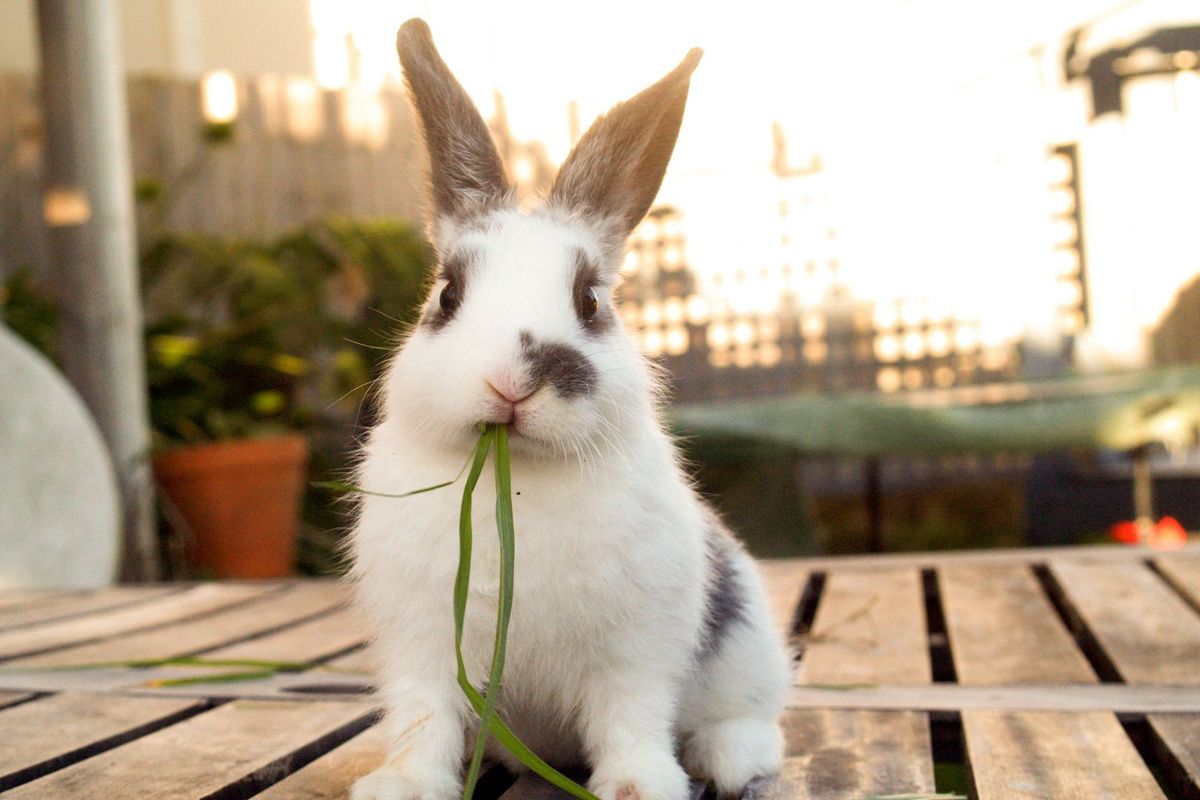 Rabbit eating grass