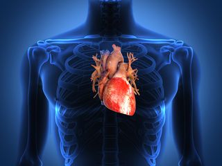 A diagram of the human heart, within the chest.