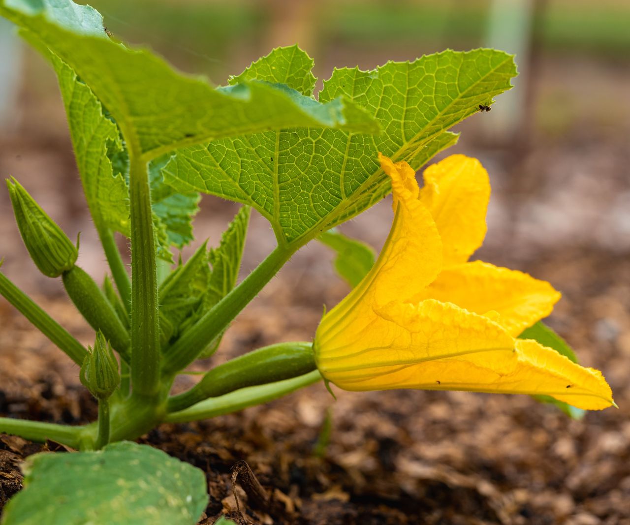 How and when to harvest zucchini flowers to eat Homes & Gardens