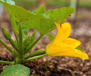 Zucchini flower on the plant
