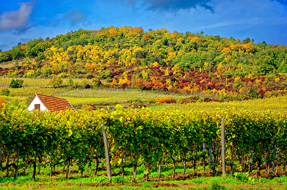 Tokaj travel guide