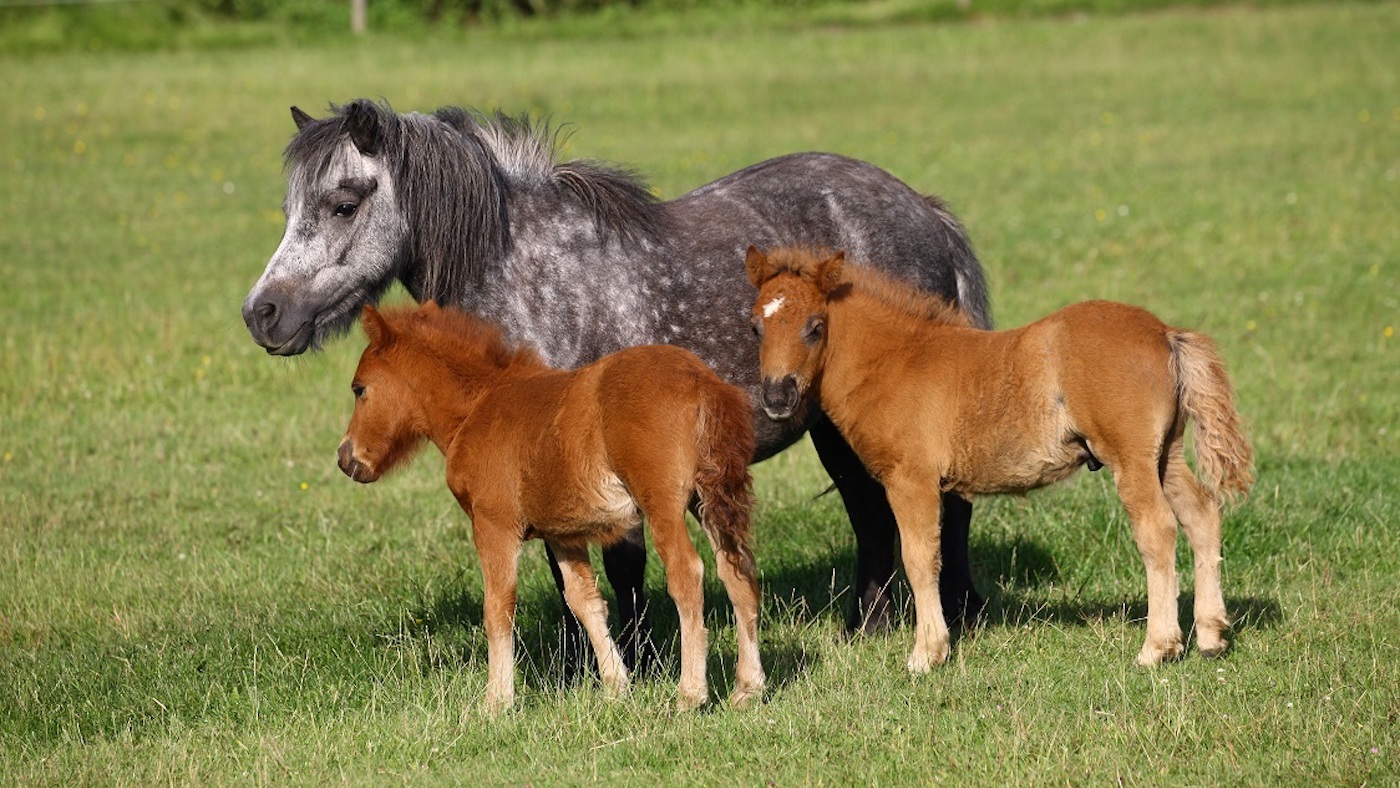Twin-Shetlands.jpeg